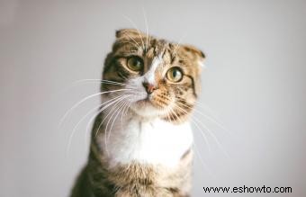 ¿Qué es un gato atigrado? Antecedentes y datos curiosos