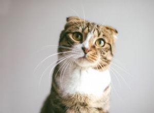 ¿Qué es un gato atigrado? Origen, patrones de pelaje y leyendas fascinantes