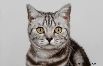 ¿Qué es un gato atigrado? Antecedentes y datos curiosos