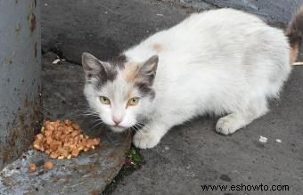 Qué hacer si encuentra un gato callejero