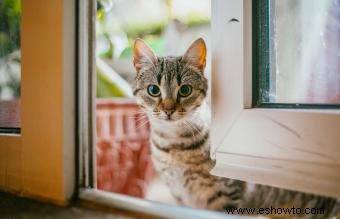 Qué hacer si encuentra un gato callejero