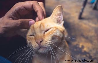 Qué hacer si encuentra un gato callejero