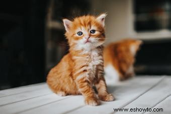 ¿Cuándo dejan de crecer los gatos? Explicación de las diferentes etapas de crecimiento