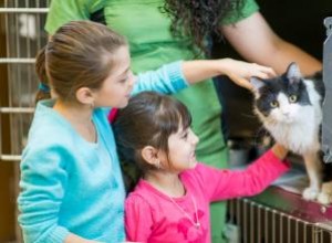 Los mejores lugares para adoptar un gato: refugios, criadores y opciones seguras