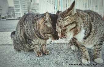 Por qué un gato se frota la cara con personas (o cosas)