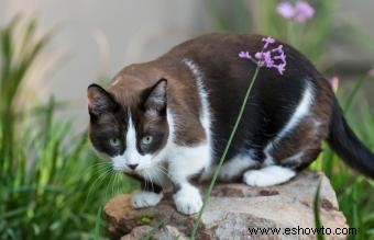 ¿Qué tipo de gato tengo?