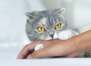 ¿Por qué muerden los gatos?