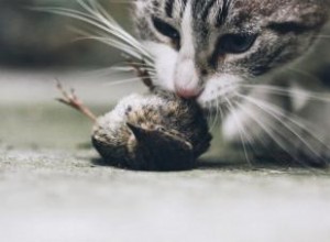¿Por qué tu gato te trae animales muertos? Guía experta para manejar y prevenir estos  regalos 