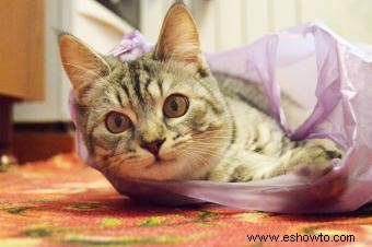 ¿Por qué los gatos comen plástico? Datos y prevención