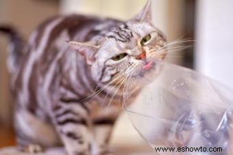 ¿Por qué los gatos comen plástico? Datos y prevención