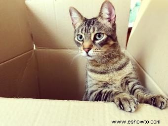 ¿Por qué a los gatos les gustan las cajas?