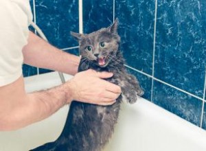 ¿Por qué la mayoría de los gatos odian el agua? 7 datos curiosos