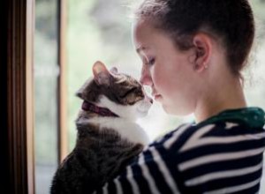 ¿Por qué tu gato te sigue a todas partes? Razones y consejos expertos
