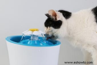 ¿Por qué la mayoría de los gatos odian el agua? 7 datos curiosos
