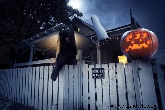 Imprescindible seguridad de Halloween para mascotas, gatos negros y criaturas