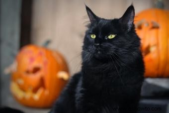 Imprescindible seguridad de Halloween para mascotas, gatos negros y criaturas