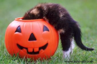 Imprescindible seguridad de Halloween para mascotas, gatos negros y criaturas