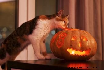 Imprescindible seguridad de Halloween para mascotas, gatos negros y criaturas