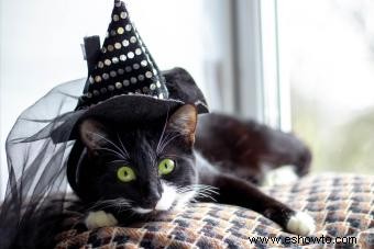 Imprescindible seguridad de Halloween para mascotas, gatos negros y criaturas