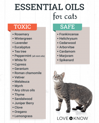¿Los aceites esenciales son seguros para los gatos? Una guía clara
