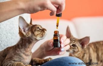 ¿Los aceites esenciales son seguros para los gatos? Una guía clara