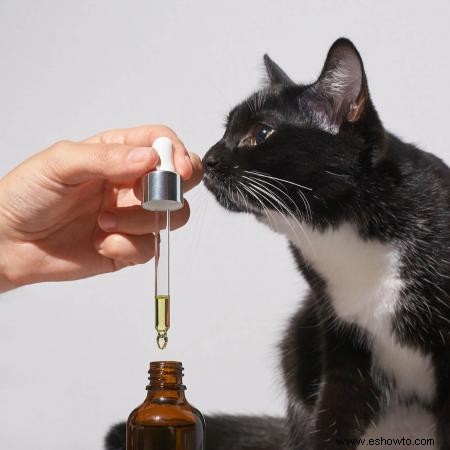 ¿Los aceites esenciales son seguros para los gatos? Una guía clara