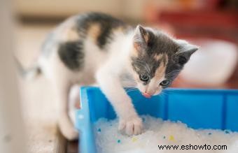 Con qué frecuencia cambiar la arena para gatos:guía rápida por tipo