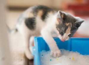 Con qué frecuencia cambiar la arena para gatos:guía rápida por tipo