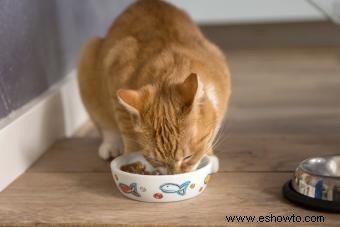 ¿Tu gato tiene bolas de pelo? Consejos para prevenirlos