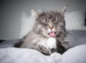 ¿Cómo prevenir las bolas de pelo en tu gato? 6 consejos veterinarios efectivos