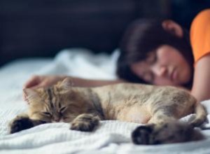 Cambios Comunes en el Comportamiento de Gatos Mayores: Preguntas Frecuentes y Consejos Expertos