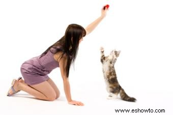 Entrenamiento efectivo con clicker para gatos