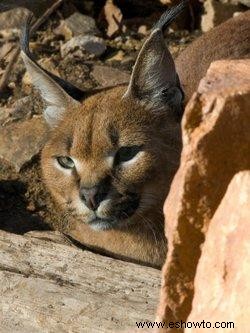 Cómo encontrar suministros para gatos exóticos