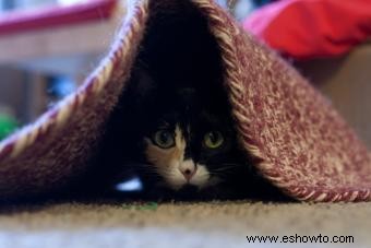 Escondites para gatos