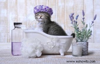 Cómo y cuándo bañar a un gato