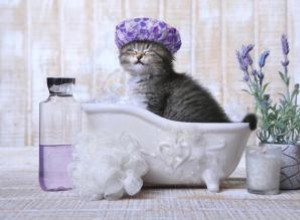 Cómo y cuándo bañar a un gato