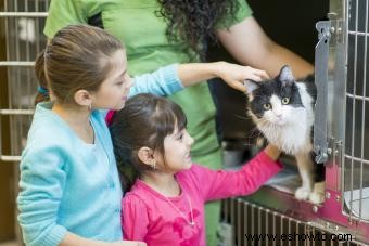 ¿Cuánto cuesta quitarle las garras a un gato?