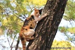 Cómo sacar un gato de un árbol