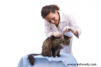 Cómo limpiar las orejas de un gato