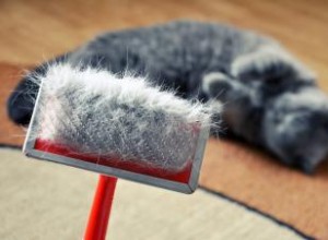 Cómo Eliminar la Caspa en Gatos: Remedios Efectivos y Consejos de Expertos Veterinarios