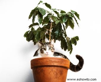 Cómo mantener a los gatos alejados de las plantas de interior