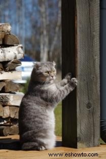 Cómo evitar que los gatos arañen los muebles