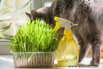 Cómo mantener a los gatos alejados de las plantas de interior