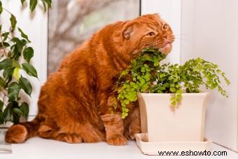 Cómo mantener a los gatos alejados de las plantas de interior