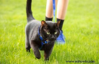 Cómo entrenar a tu gato con correa en pasos sencillos