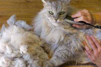 Cómo afeitar a un gato