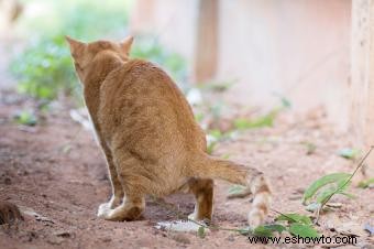 Características del comportamiento del gato macho