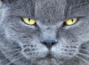 Características del comportamiento del gato macho