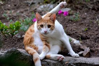 Características del comportamiento del gato macho