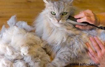 Soluciones de pelaje mate para gatos